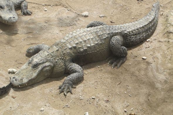 La granja de caimanes Everglades se encuentra en Miami.