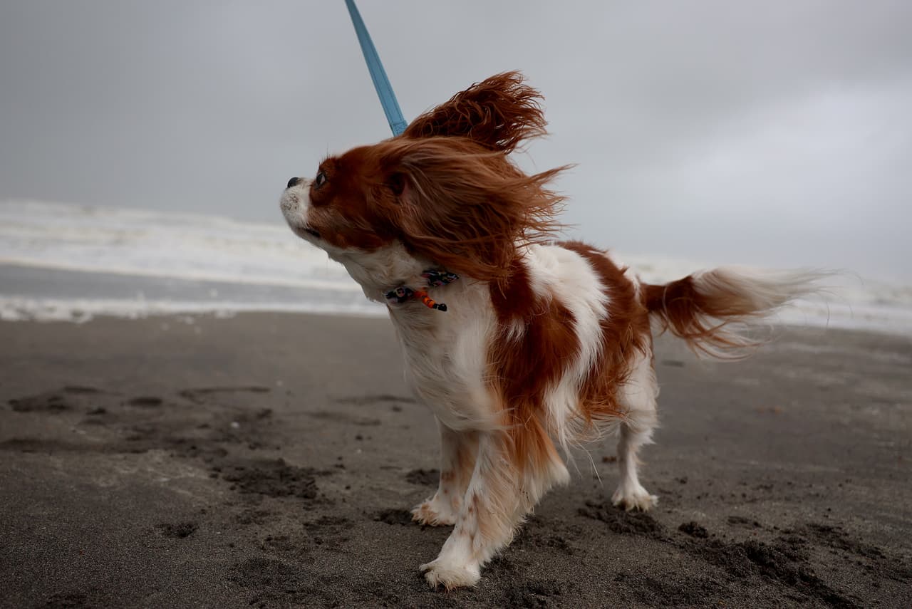 Incluso, algunas mascotas desafiaron el viento en su camino por la arena.
<br>