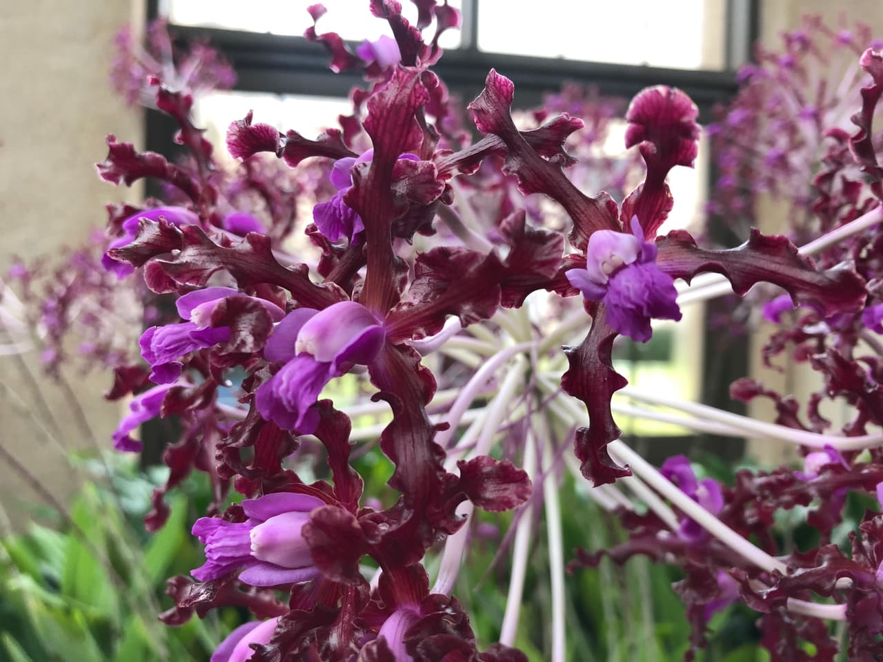 El número de especies de orquídeas es casi igual al número de peces óseos, más del doble del número de especies de aves y aproximadamente cuatro veces el número de especies de mamíferos.