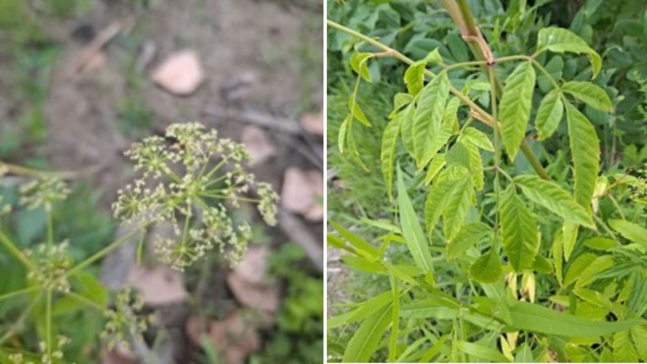 Hallan planta tóxica cicuta de agua en White Rock Lake; piden a visitantes no tocarla