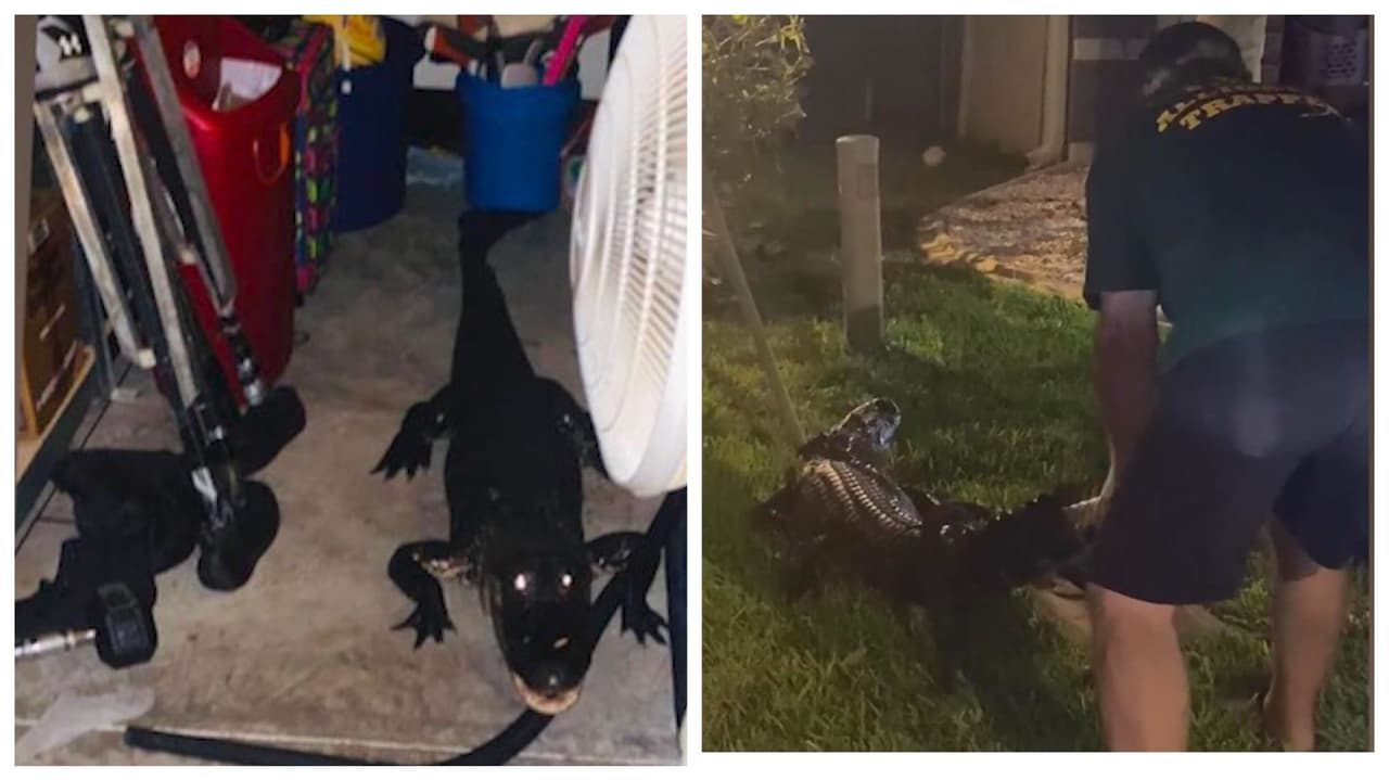 “Mantén cerrada la puerta de tu garaje”: advierte mujer de Florida que encontró un cocodrilo en su casa