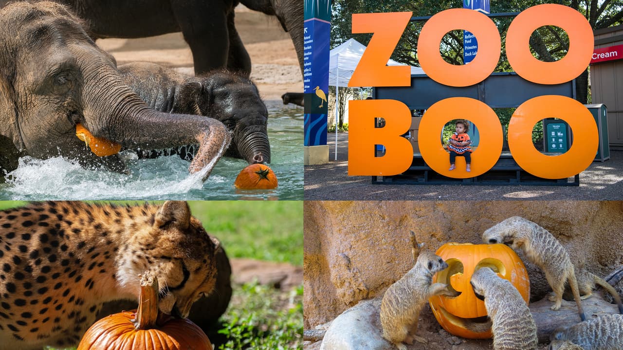 Los animales del Zoológico de Houston se unen a la celebración del Halloween