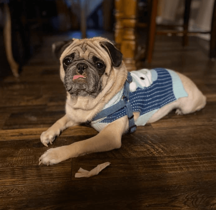 Tener un cachorro requiere muchas responsabilidades porque en la mayoría de las veces se convierte en un miembro más de la familia, aunque en contadas ocasiones cuando fue producto de un regalo navideño o de cumpleaños termina en la calle o en un albergue. 
<br>