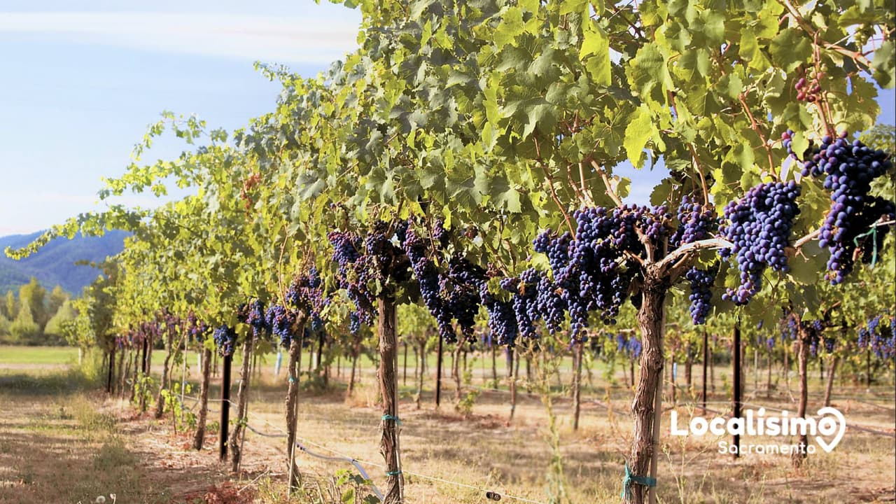 Descubre por qué Sacramento es la nación del vino del norte de California