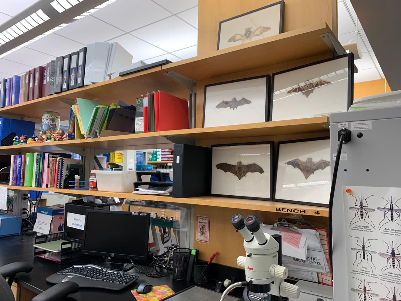 La doctora Christ indicó que este pasado lunes apenas empezaron hacer las pruebas aquí en el laboratorio. El primer caso que se confirmo en Tempe la prueba fue tomado por el CDC y el segundo presunto caso fue tomado aquí y luego enviado al CDC. Por el momento el CDC no a confirmado esa prueba y solo se sabe que es un hombre en sus 20 años. 
<br>