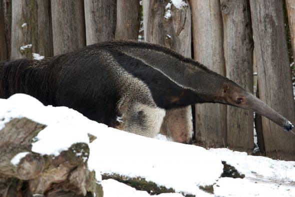 La nieve también llegó a los zoológicos de Alemania.