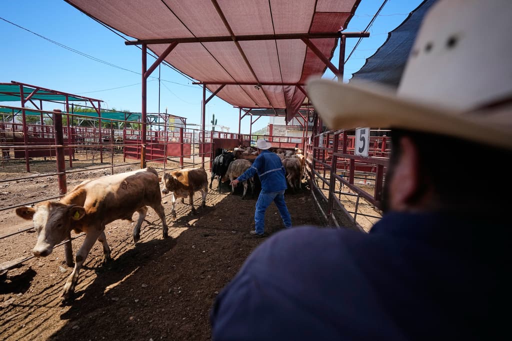 Operarios clasifican terneros en los corrales de una asociación regional de ganaderos antes de la anunciada reapertura de la frontera. (Foto AP/Fernando Llano)