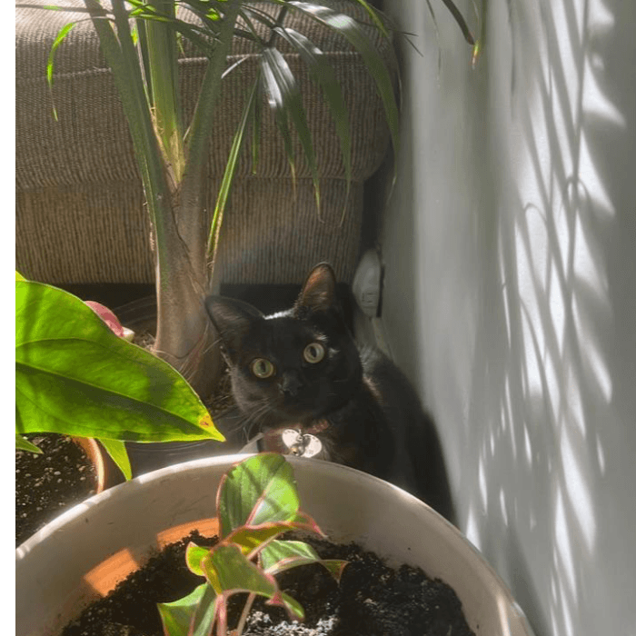 Opal aprovechó de salir y tomar sol