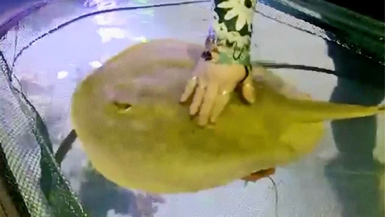 Muere la mantarraya que se hizo famosa por embarazarse sin un macho cerca