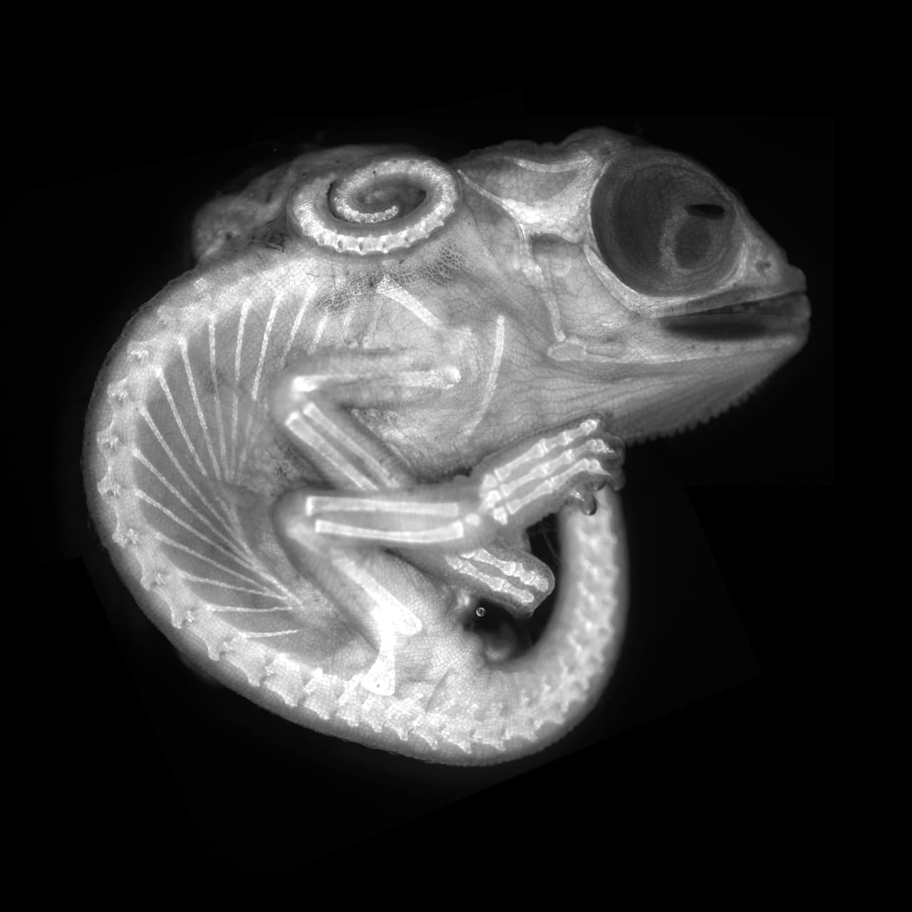<b>Embrión de camaleón. </b>La imagen obtuvo el octavo lugar del premio.