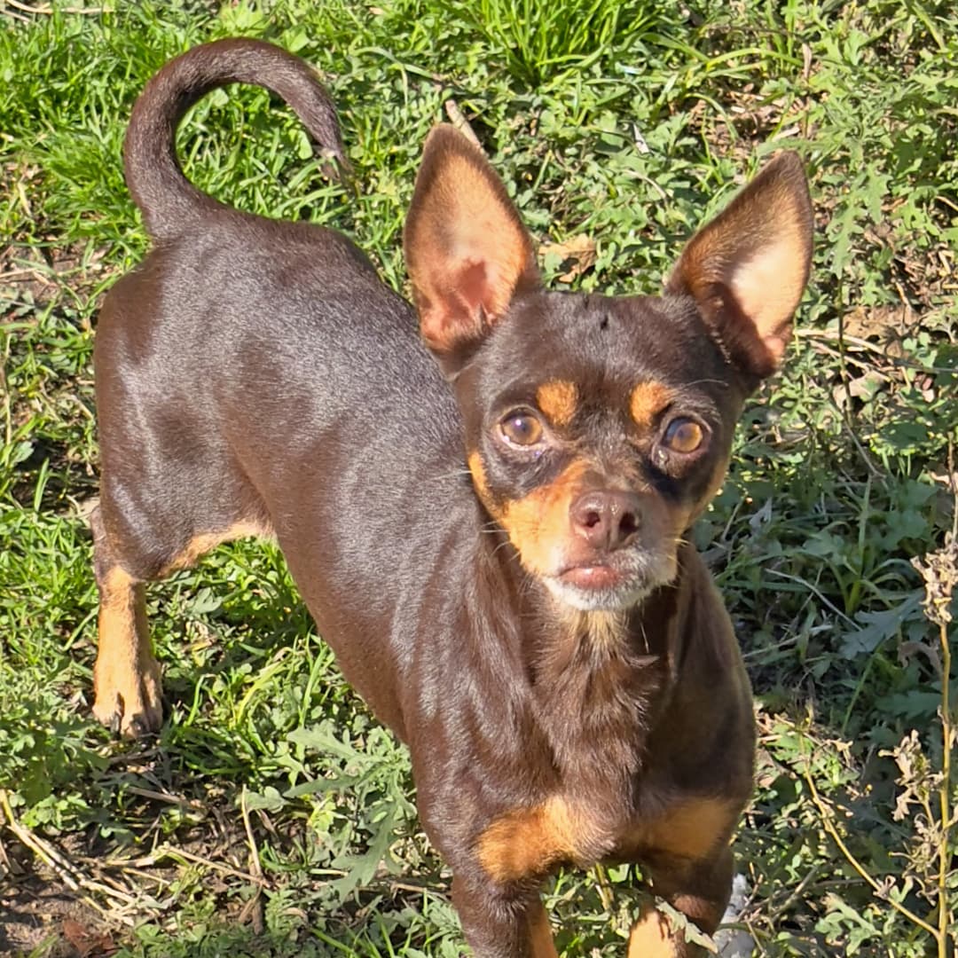 Texas Human Heroes buscan recolectar apoyo para mantener a estos perritos y a otros que se encuentran en el refugio, por lo que constantemente están buscando donaciones.