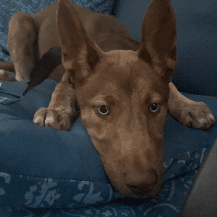 Julie Araiza describe a la misón de su mascota Milo. "Milo es un perro husky shepherd de 4 meses y lo estamos entrenando para que sea un pero guía. Para mi hija que tiene paralysis cerebral".