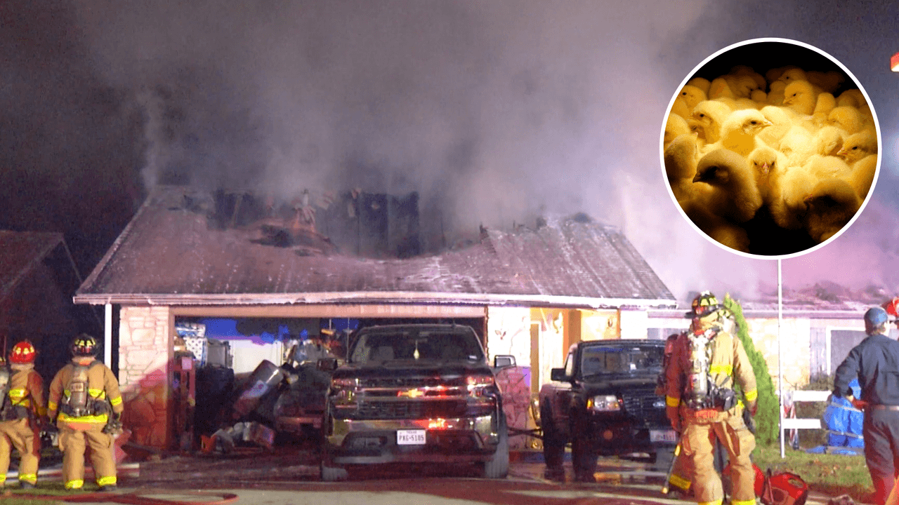 Una casa se quema y tiene una pérdida total a causa de un foco para pollos