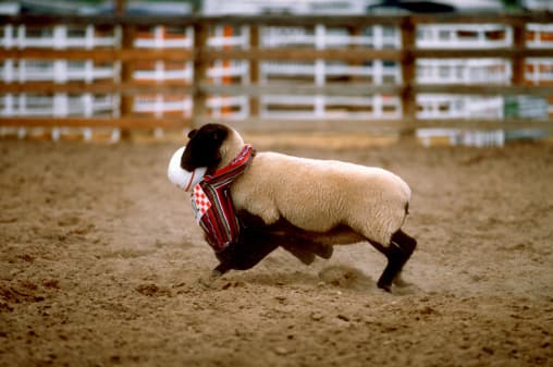 Inicia la competencia de ovejas en Rodeo de San Antonio