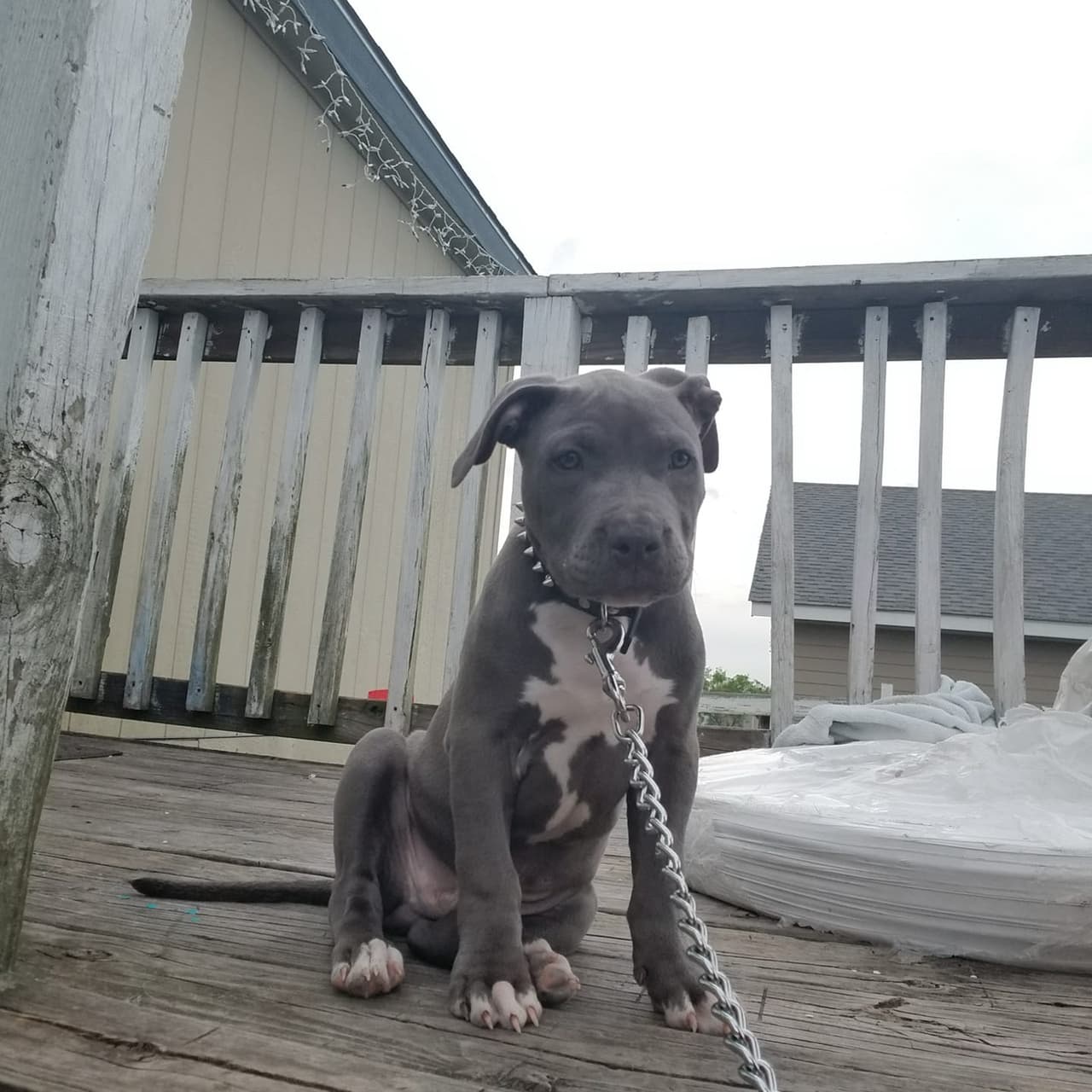 Shadow ee el guapo hijo perruno de Ceci Castro.