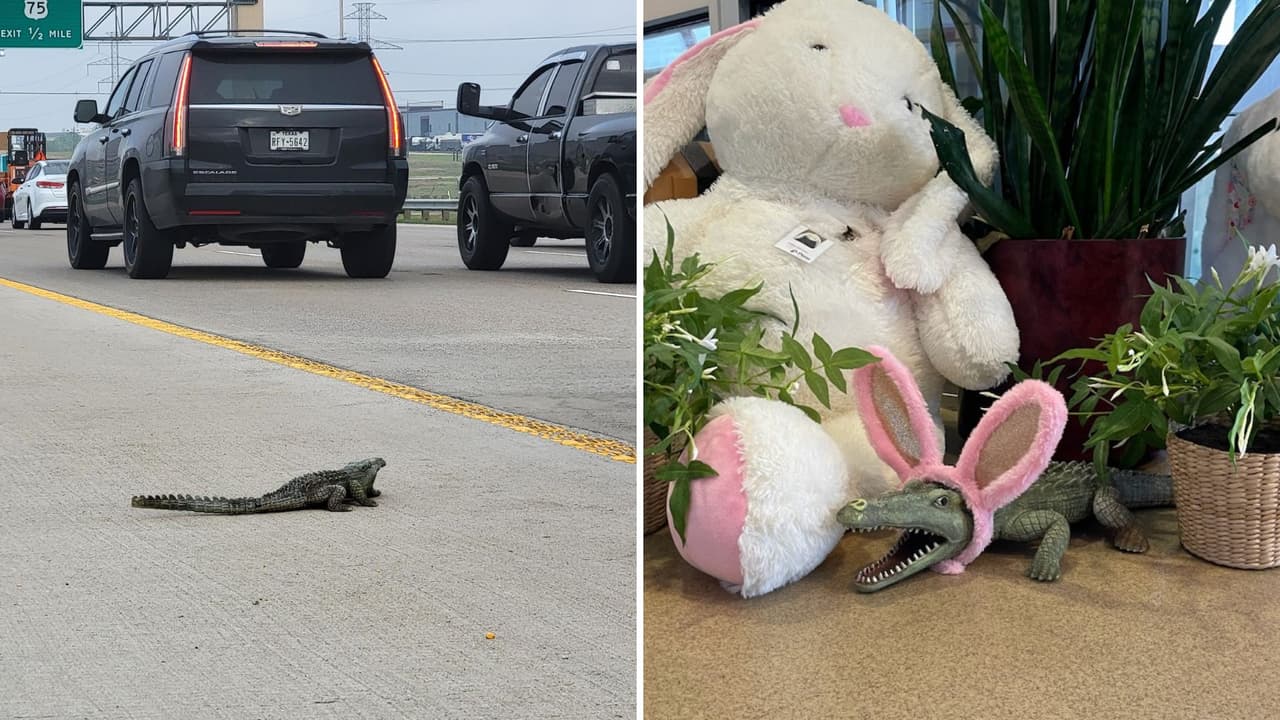 ¿El caimán de las pascuas? Este animal ‘atemorizó’ a conductores en una autopista de Texas