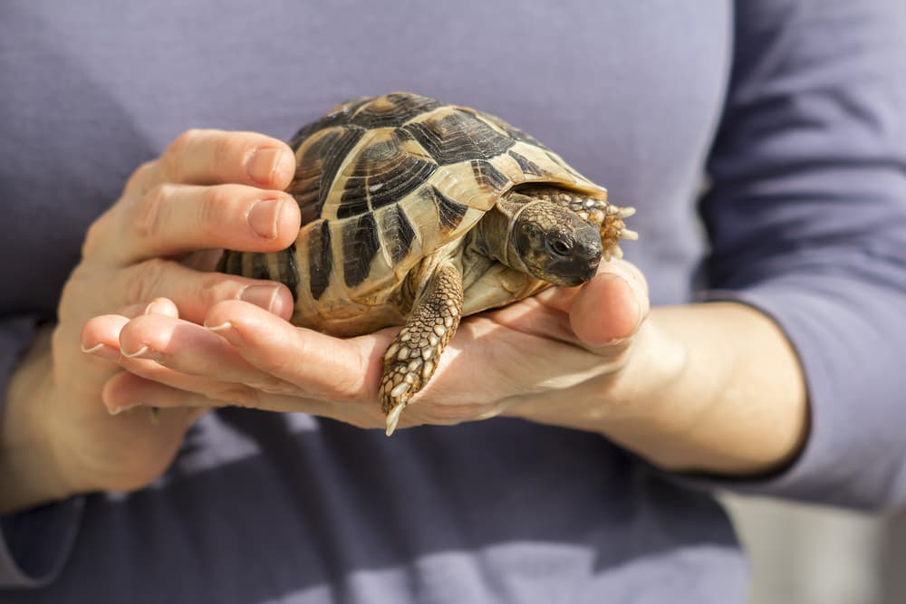 Además del acuario que mejore su estado de ánimo, Cáncer también puede tener una tortuga, que es un animal muy independiente que no tiene mucha personalidad y no necesita muchos cuidados pero que estará agradecido cada vez que le des de comer.