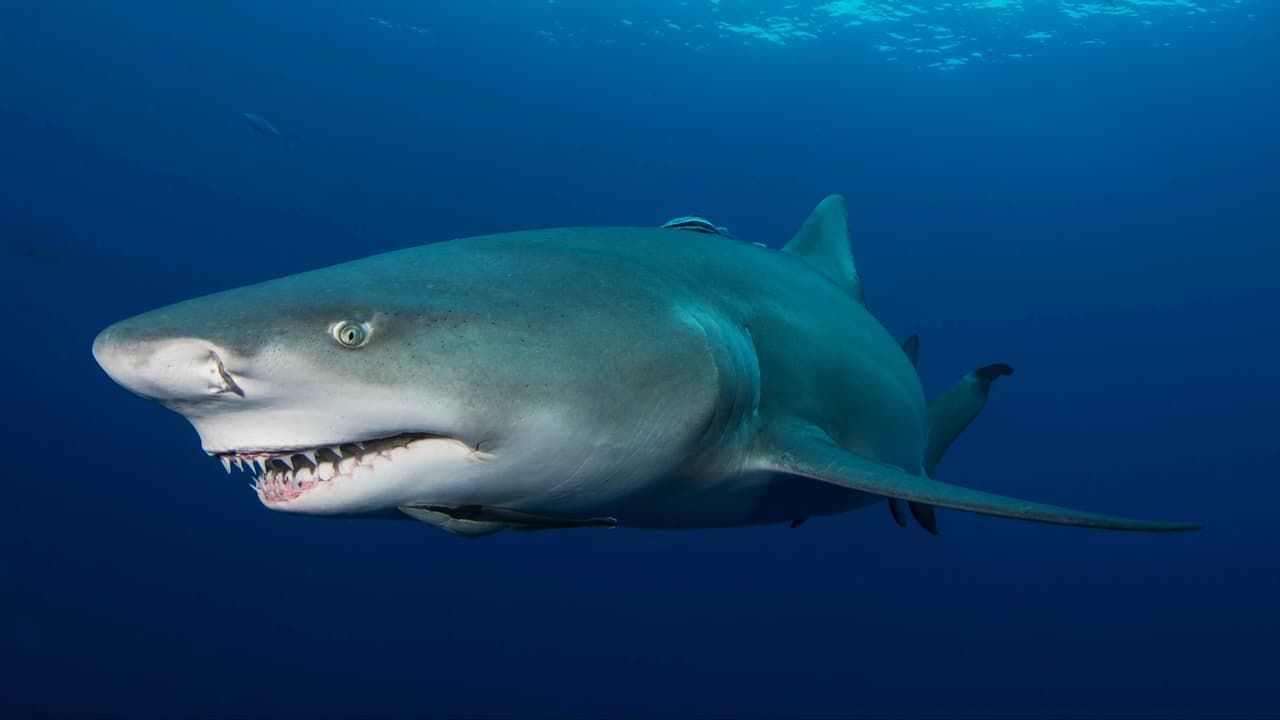 Acorralados: Cómo la pesca está amenazando a los tiburones de la Florida