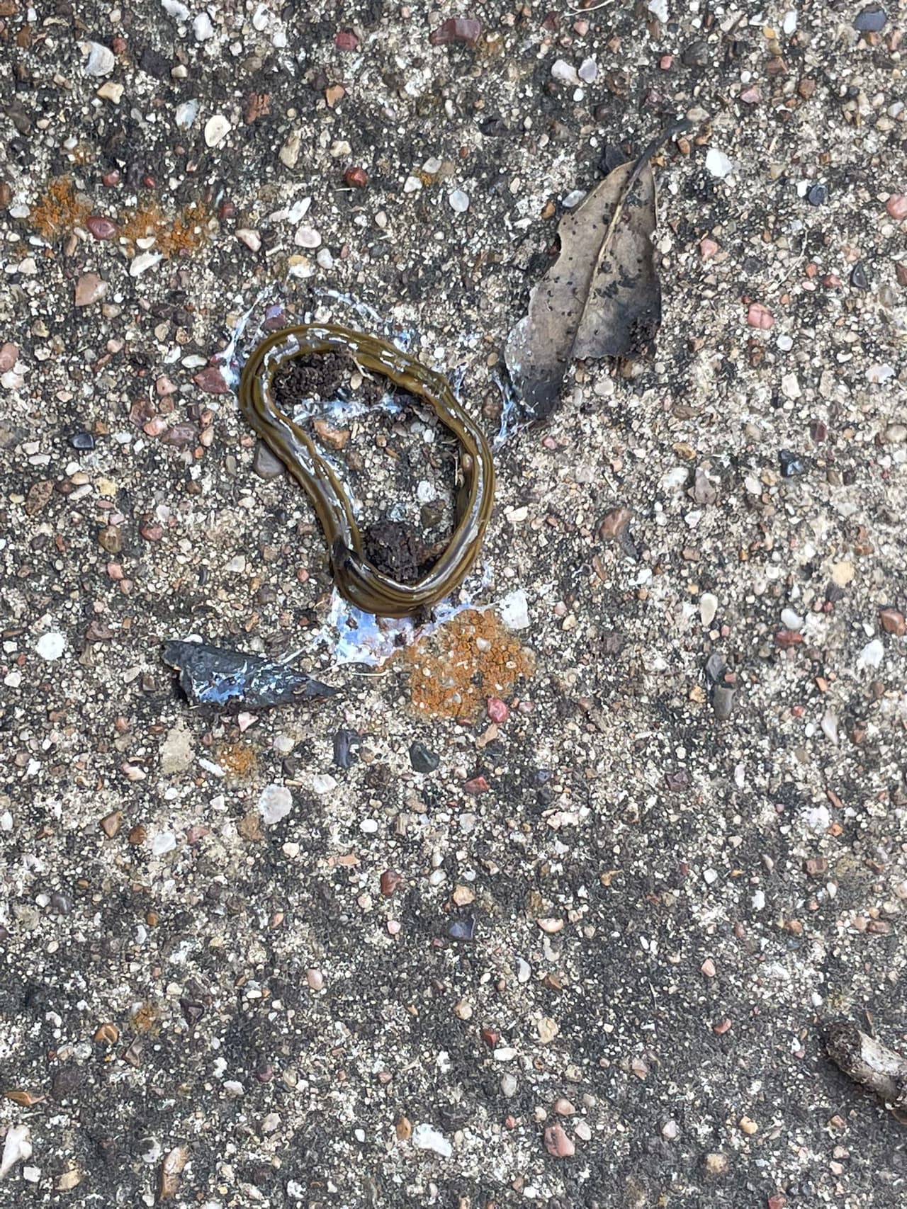 Intentar matarlos con un objeto filoso resulta aún peor, porque se reproducirán en dos.