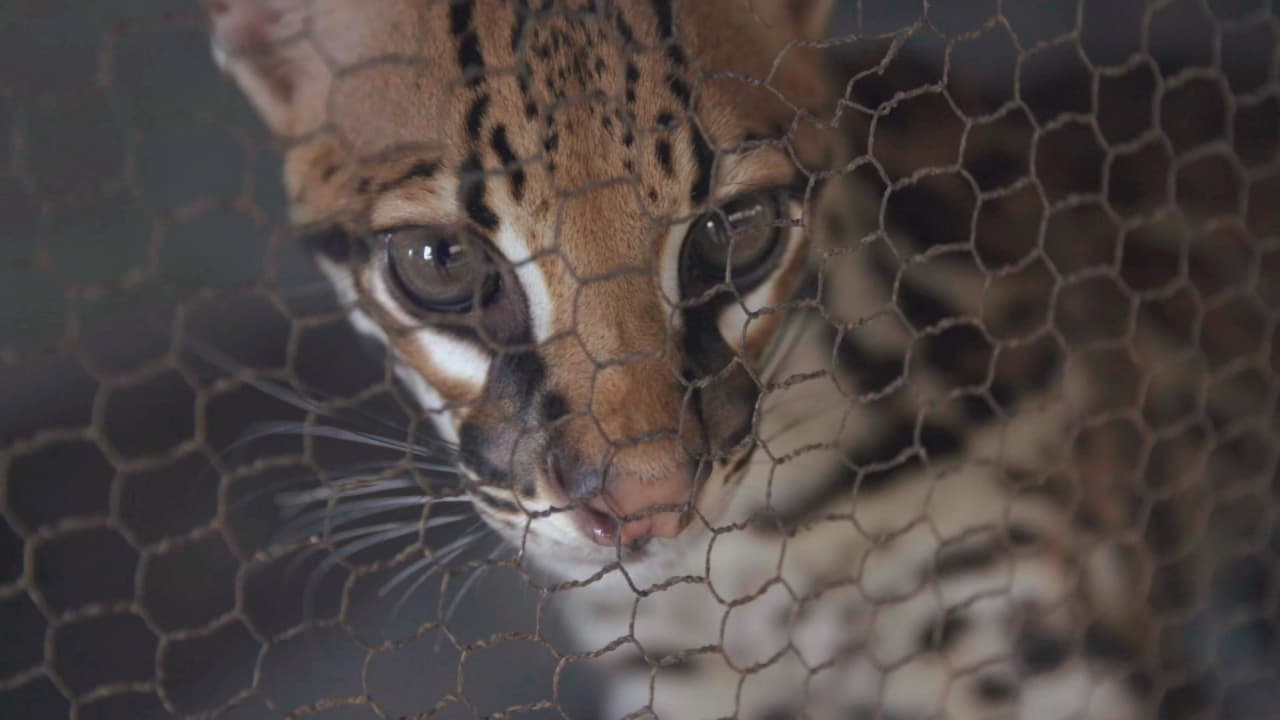 La Amazonía: un paraíso a la venta