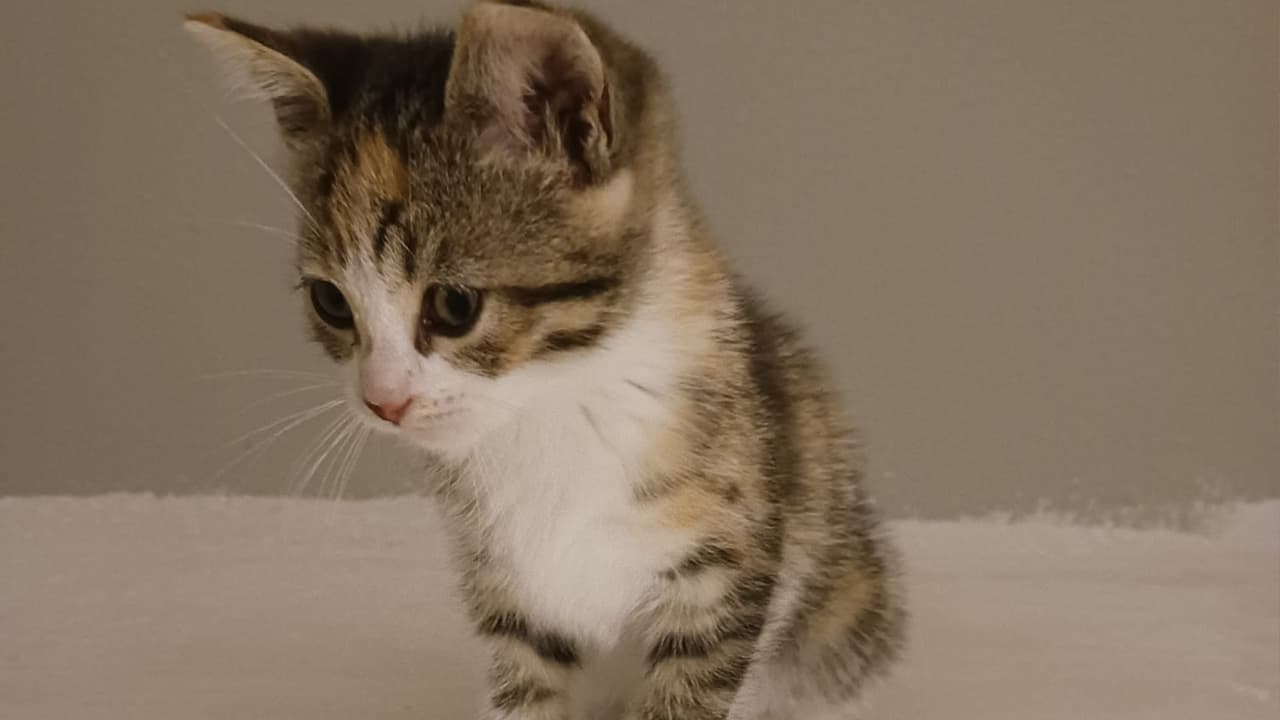 "Mi hermosa gatita Chispita que llegó a alegrarnos la vida", así como este comentario, cientos se repiten mostrando su cariño.