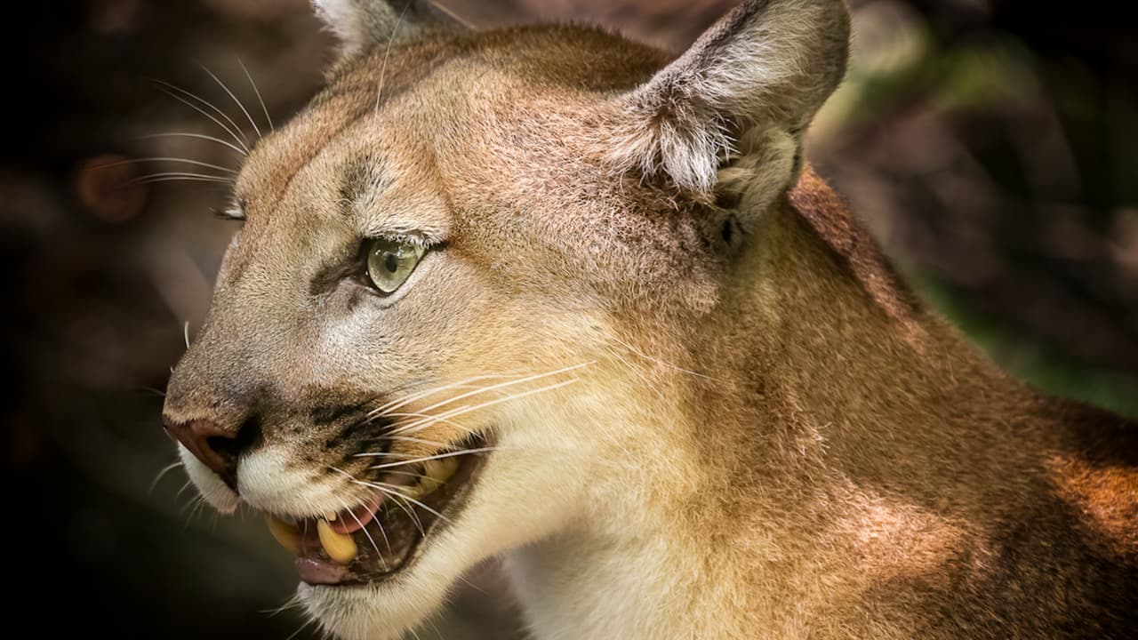 Niño de 5 años es atacado por un león de montaña en Los Ángeles, esto se sabe