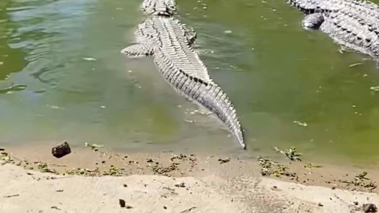 Fue un vecino quien denunció que la mujer tenía de mascota al animal.