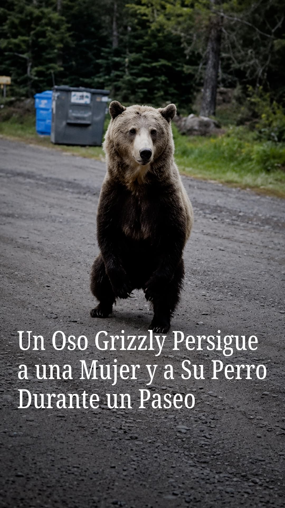 Video: Oso grizzly persigue a una mujer y su perro durante un paseo