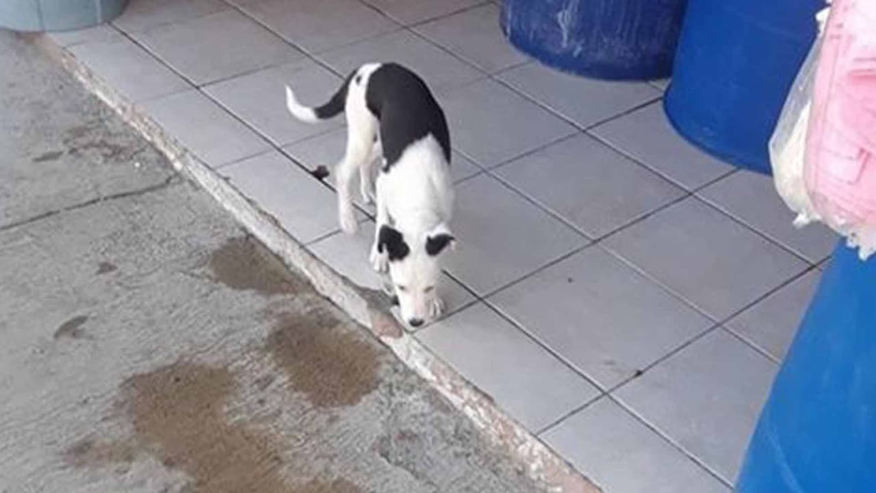 Manuel Mendoza Pichardo · "Llegó sólo se llama solobino".