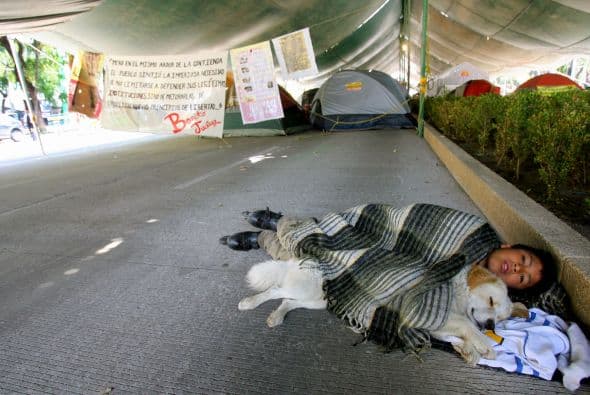 El entorno urbano que se vive con los animales callejeros ha generado una serie de condiciones insalubres en el ambiente.