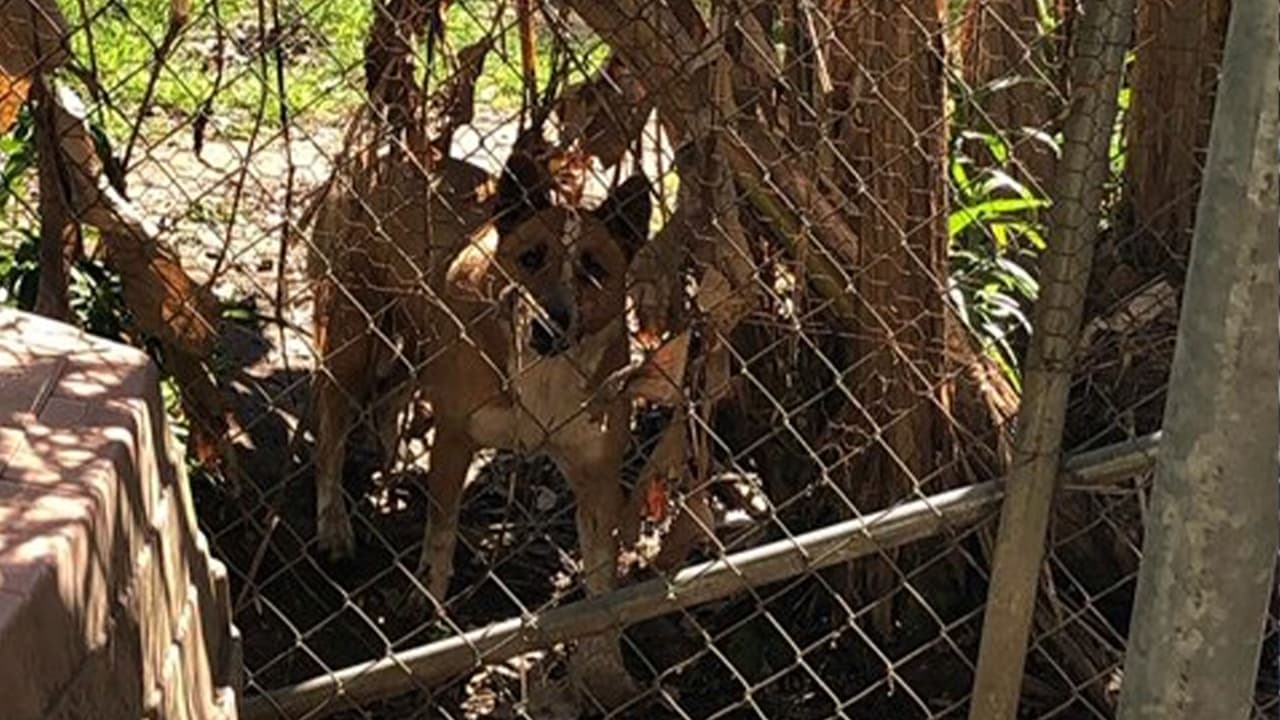 Perros de diferentes razas.