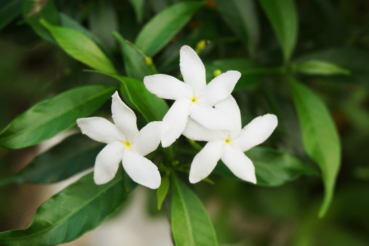 Asimismo el jazmín, con su delicado perfume, evoca también las mejores cualidades de Virgo junto a los narcisos y crisantemos así como la margarita, de belleza sutil y delicada que refleja la modestia que caracteriza a este signo laborioso del elemento tierra. Tanto unas como otras son flores que actúan como un recordatorio de la fidelidad, de la promesa de no olvidar a la persona amada. Delicadas y elegantes como tu signo discreto y prudente.