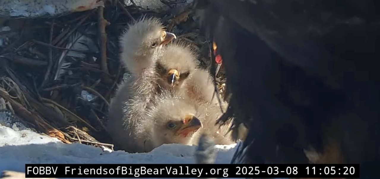 El aguilucho tres ya ha comido algunos bocados de pescado, pero principalmente ha pasado sus primeros días dormido, mientras su hermanos han comenzado a jugar.