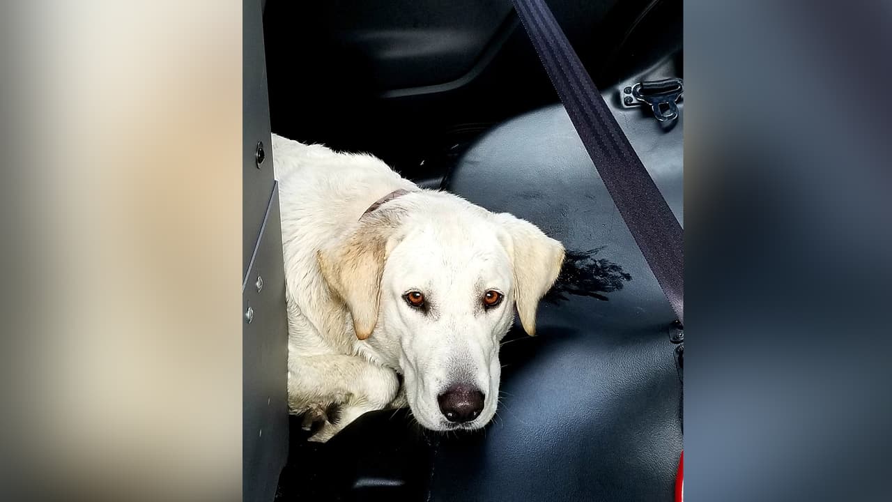 Otro usario preguntó si el perro necesitaba un hogar.