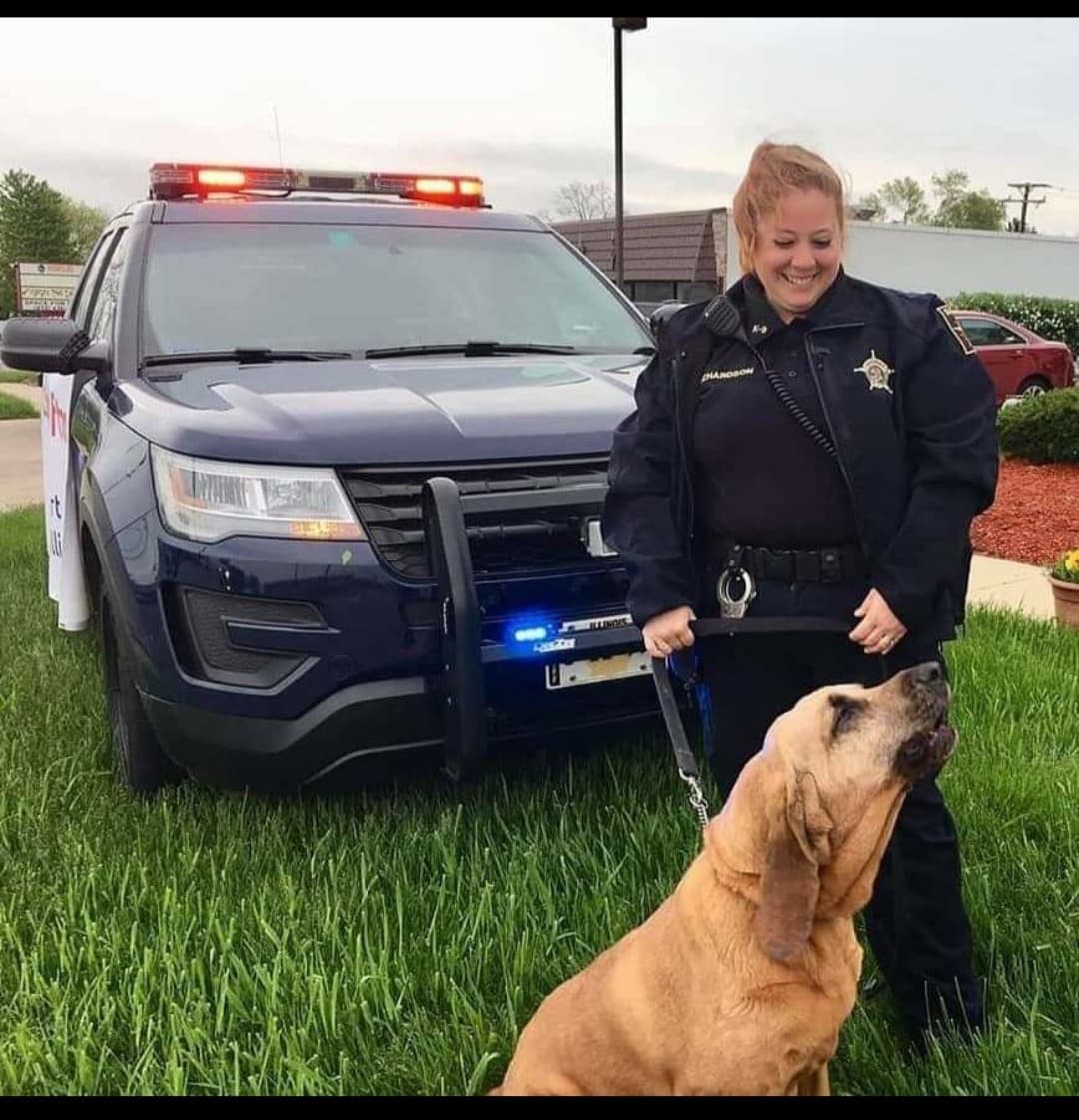 A lo largo de sus 10 años y medio de carrera, Bella estuvo involucrada en la búsqueda de cientos de desaparecidos. personas e innumerables sospechosos. Desde el día en que se unió a nosotros desde Midwest K-9 Emergency Equipo de respuesta en Lee, IL, estaba lista para rastrear y acurrucarse dependiendo de la situación. “Era una perra increíble que era un gigante gentil. No podría haber pedido un mejor socio ". dijo la diputada Laura Richardson. "Le encantaba interactuar con los niños y siempre estaba lista para comenzar cuando llegó el momento de hacer una pista ". En los últimos meses, su salud había comenzado a deteriorarse a pesar de los mejores esfuerzos de su veterinario. "Estoy feliz de que ya no tenga dolor y rezo para que nos cuide a mí y a K-9 Hope como La esperanza está más cerca de comenzar su carrera ”, dijo Richardson. El alguacil James Mendrick, el anterior Comandante de K-9 de la Oficina, se entristeció al enterarse de Bella falleció y dijo que estaba agradecido por los años de servicio a los que ella y su nariz se dedicaron. Condado de DuPage y los municipios circundantes. "Siempre supimos que cuando llamábamos a Bella obtendríamos una resolución rápida", dijo Mendrick.