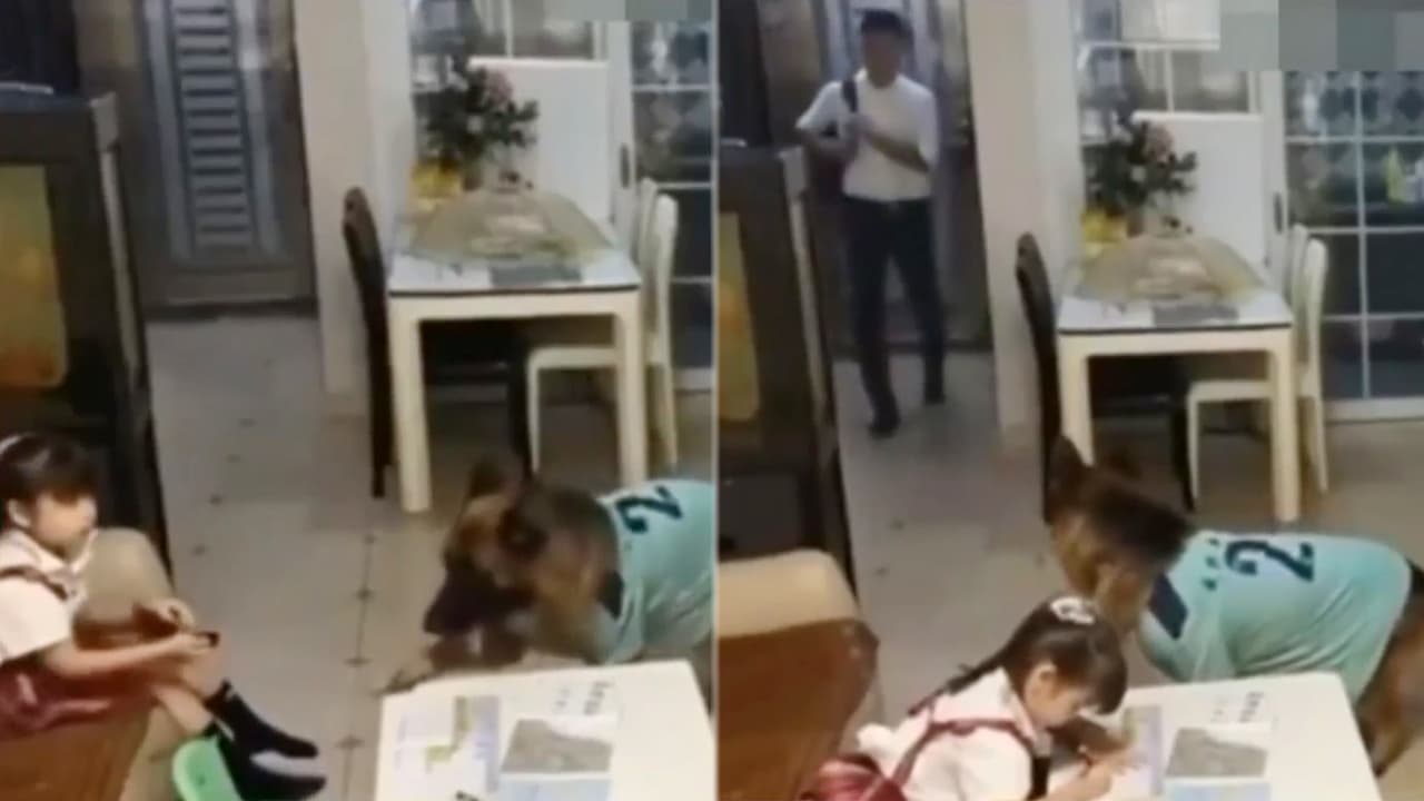 ¿Y quién no quisiera una mascota como esta? Se trata de un 
<a href="https://www.univision.com/shows/despierta-america/el-video-del-dia-un-perrito-alerta-a-su-pequena-duena-para-que-haga-su-tarea-porque-llego-su-papa-video">perrito que alerta a su dueña</a> cuando es tiempo de ponerse a hacer la tarea y evitar un regaño. Tienes que ver lo que hace.