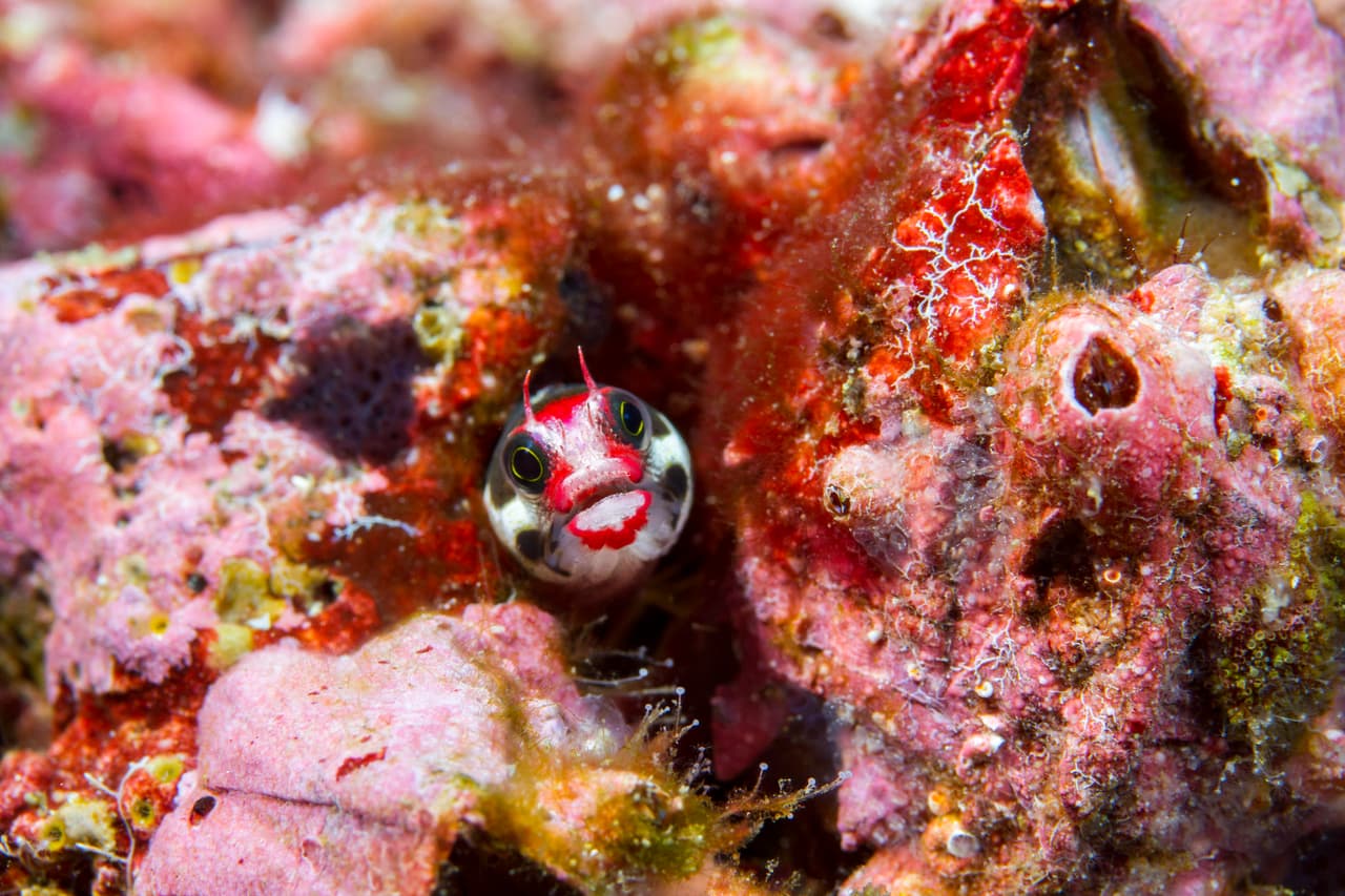 Científicos e investigadores de múltiples disciplinas y nacionalidades utilizan esta isla como una estación de investigación permanente, convirtiéndola en uno de los laboratorios biológicos más grandes y apreciados del mundo.