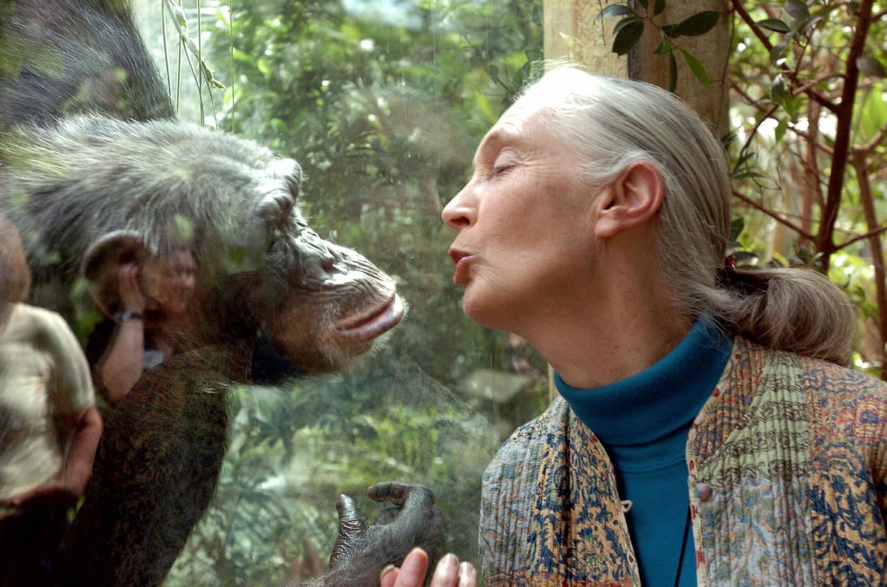 Jane Goodall (1934 - ) es una primatóloga y antropóloga británica reconocida mundialmente por ser la máxima experta en chimpancés. Con unos 55 años de estudiar las interacciones sociales y familiares de poblaciones salvajes de estos primates en Tanzania, Goodall no se limitó al trabajo académico sino también es la principal representante de la lucha contra la extinción de estas especies y en defensa de sus derechos no-humanos. Fundó el Instituto Jane Goodall y el programa Roots and Shoots que tiene como misión incluir a los jóvenes, desde edad preescolar a universitarios en temas conservacionistas y humanitarios. Ha sido parte del Proyecto de Derechos No-Humanos desde que se fundó en 1996 y en 2002 fue nombrada Mensajera de la Paz de las Naciones Unidas.