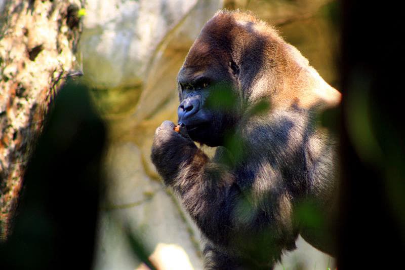 Denuncian cadena de errores en caso Bantú, desde el traslado hasta el procedimiento de necropsia