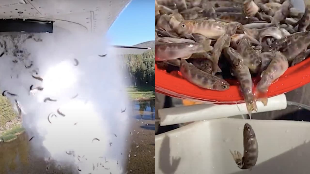 Dejan caer crías de peces desde aviones especiales para repoblar lagos de Utah 
