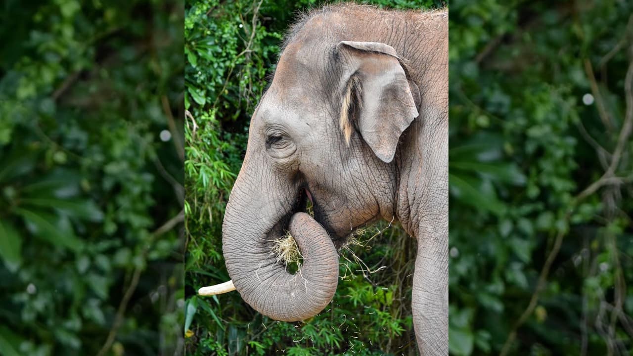 Ongard nació en 2010, es el elefante asiático más joven del Zoo. Se rompió un colmillo jugando en su antiguo hogar, el Zoológico de Melbourne.