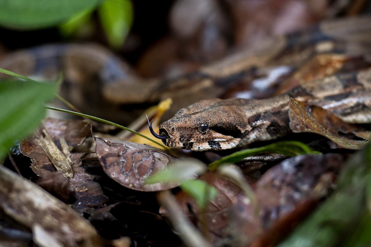 Como la lluvia es muy necesaria para la vida, también lo es para las serpientes que salen a buscar comida y el sol.
<br>
<br>Cuando el agua de lluvia satura el suelo, las víboras se ven obligadas a salir.