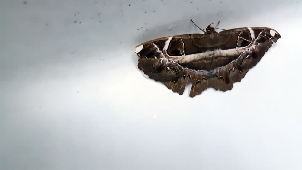 Otros creen que si estás teniendo problemas con alguien, que se te aparezca una mariposa negra es señal de que es hora de que perdones, dejes atrás los rencores y hagan las paces. Por otra parte, también son señal de nuevos inicios y cambios positivos en tu día a día.