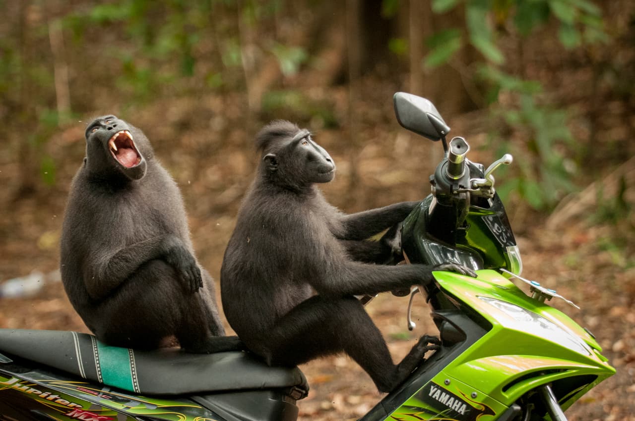 Estos dos monos se escaparon de su manada para probar la colorida moto parqueada cerca de la reserva Tangkoko Batuangus en Indonesia.
<b>Katy Laveck Foster/ CWPA / Barcroft</b>