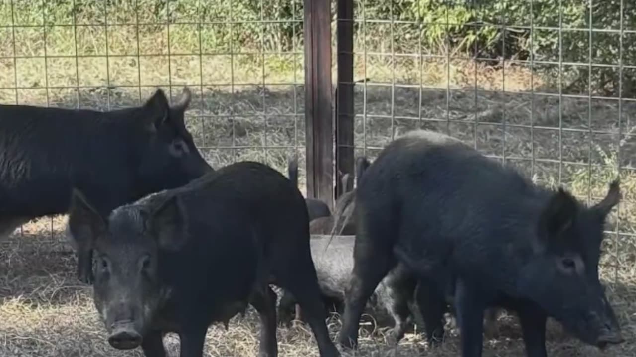 Crece la presencia de jabalís a las afueras de Houston: expertos explican los riesgos