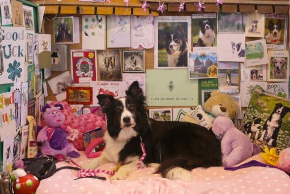 Los ovejeros también se lucen con su demostración de habilidad.