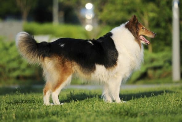Shetland Sheepdog. Los granjeros los criaban para arrear rebaños en las islas escocesas. Gracias a su tamaño pequeño, comen menos y vivirían más que otros perros: de unos 12 a 14 años.