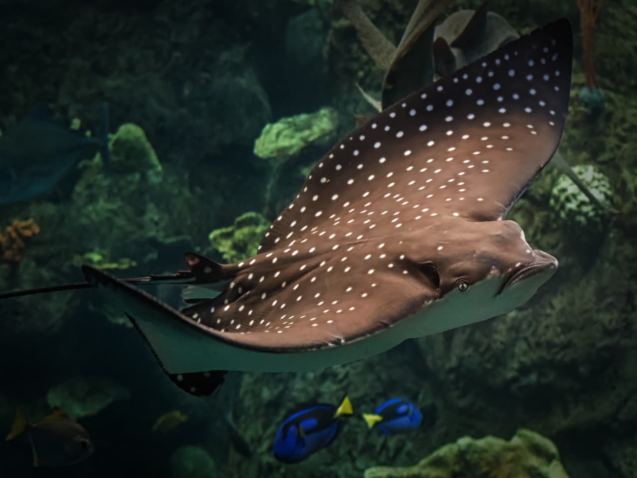 Las peceras y estanques en el acuario tienen una capacidad aproximada de entre 5,000 a 350,000 galones de agua.