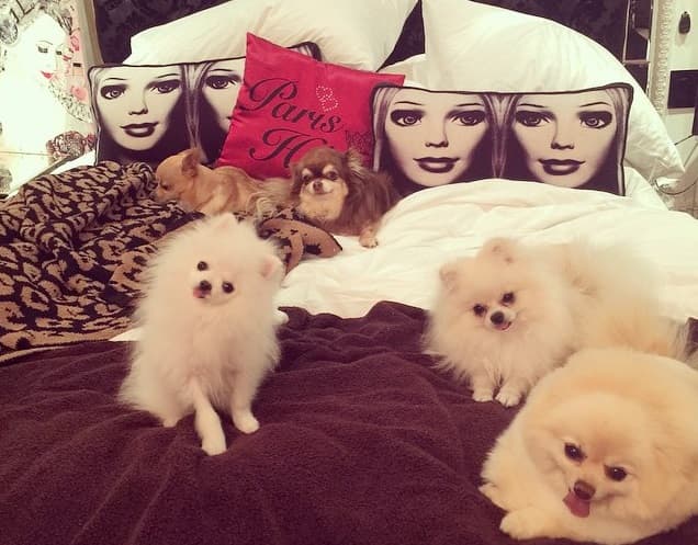 Ahora estamos en su habitación, lugar especial en el que tiene todo listo para descansar junto con sus cachorros...