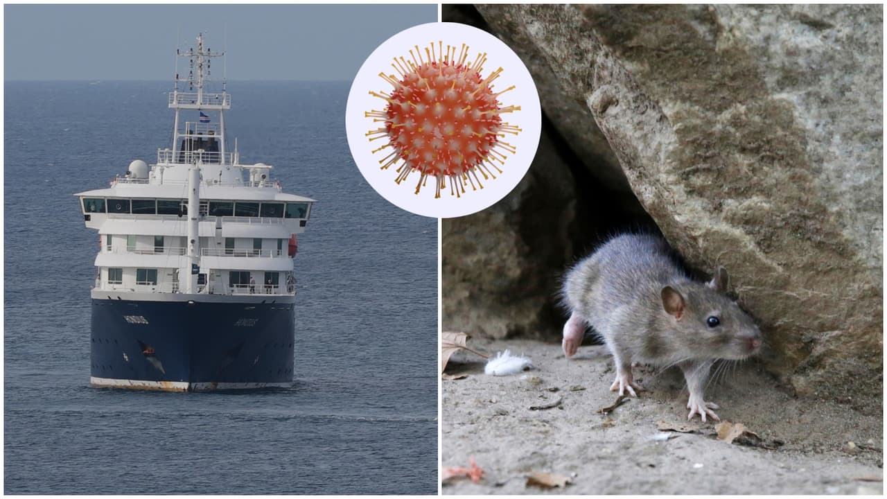 Residente de Virginia regresa a casa tras viajar en crucero con brote mortal de hantavirus
